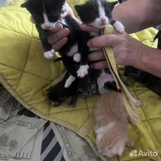 Котята Мей Куна и британца, обычные 2 котенка