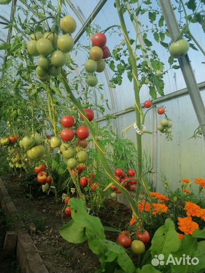 Рассада томатов, перцев, огурцов, петунии