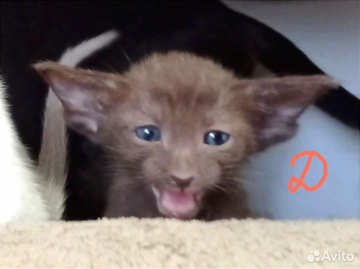 Ориентальные котята