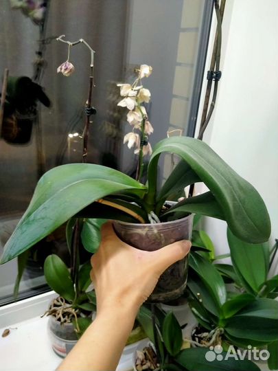 Орхидея фаленопсис frontera фронтера