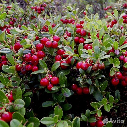 Продам бруснику