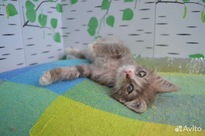 Котёнок Тиша