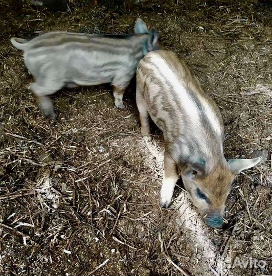 Поросята Венгерская Мангалица