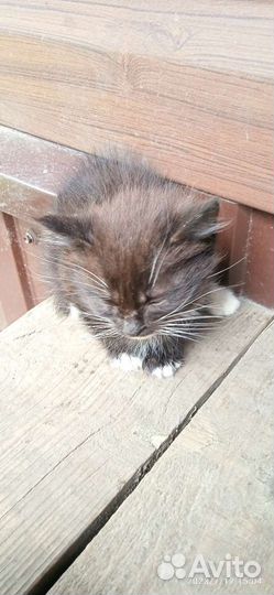 Кошка в дар бесплатно