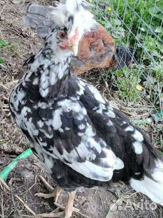 Молодые петухи