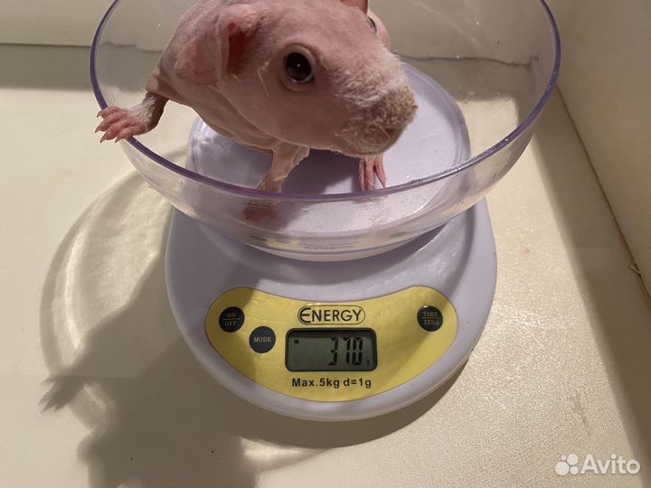 Морская свинка скинни малыш