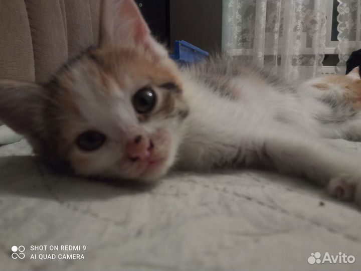 Котёнок бесплатно