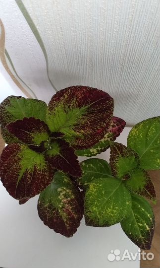 Колеусы вегетативные