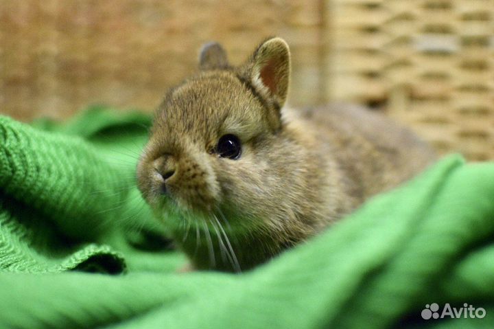 Мини карликовый кролик. Декоративный кролик