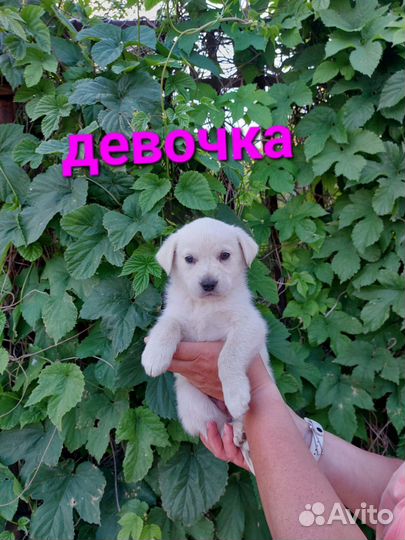 Щенки в добрые руки