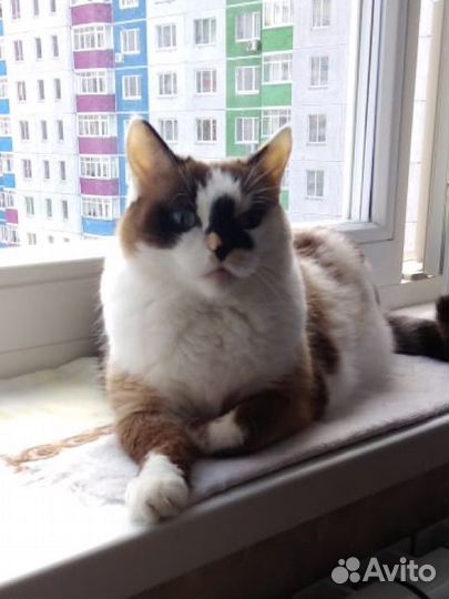 Кошка