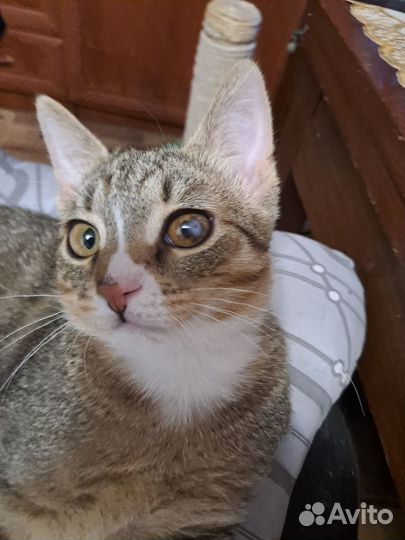 Котенок 5 месяцев