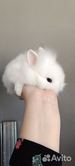 Крольчата карликовые