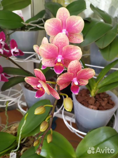 Орхидея фаленопсис мини