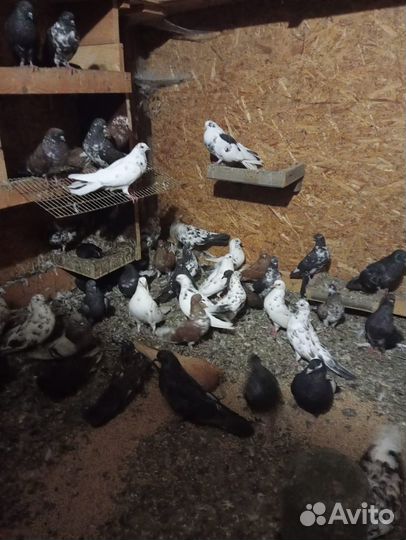 Николаевские и серпатые голуби