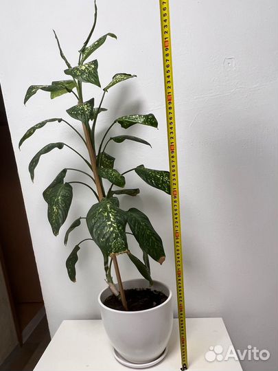 Диффенбахия