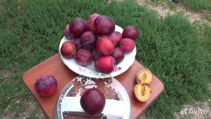 Саженцы сливы Оцарк Премьер