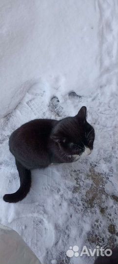 Кот ищет дом