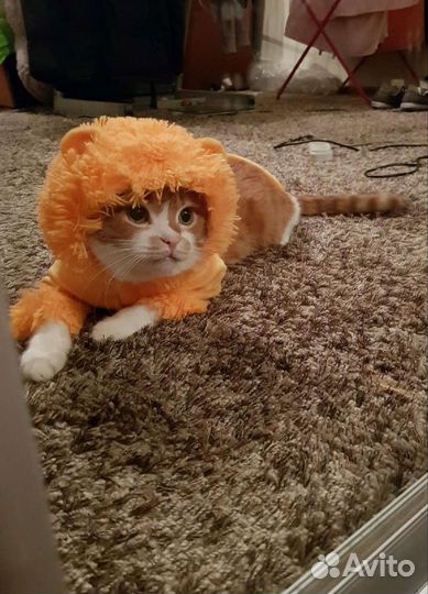 Костюм львёнка