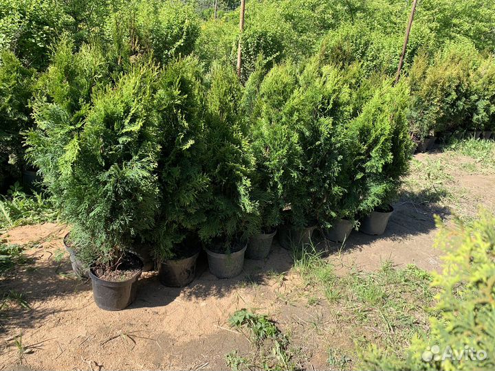 Туя Смарагд 120см