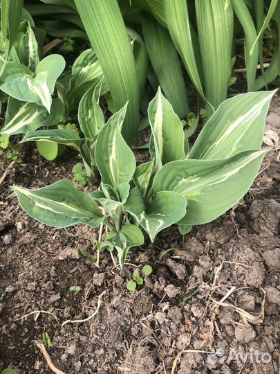 Хоста снейк айз