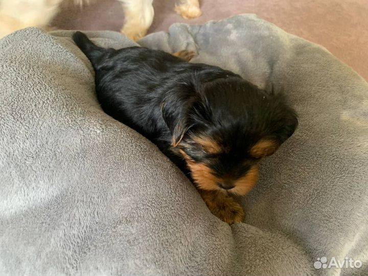 Продам щенков Йорков