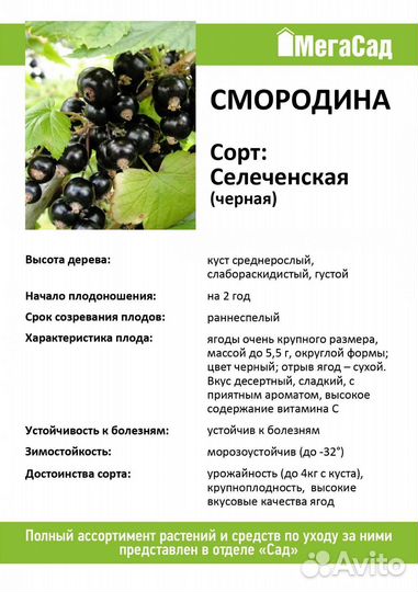 Смородина 
