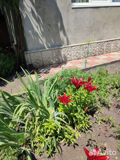 Луковицы лилий