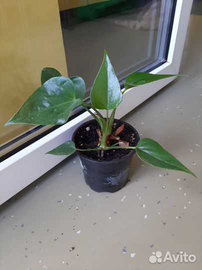 Антуриум Andre Alegria