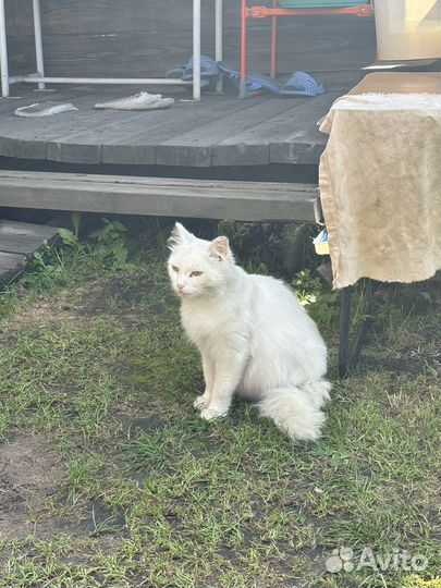 Кошка беременная бесплатно