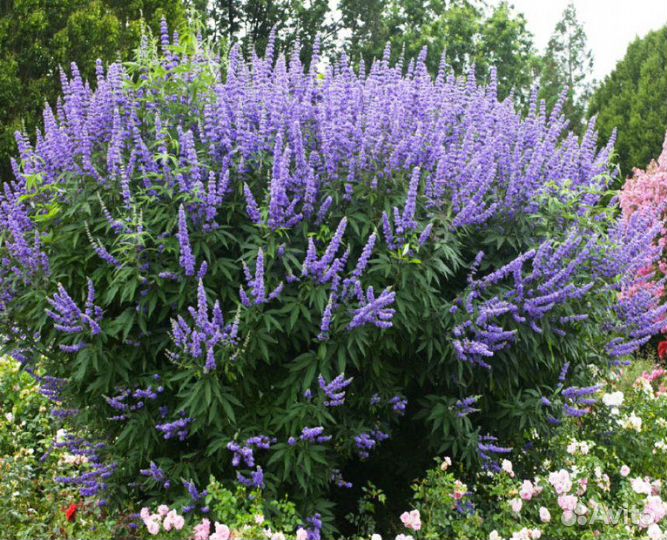 Витекс священный