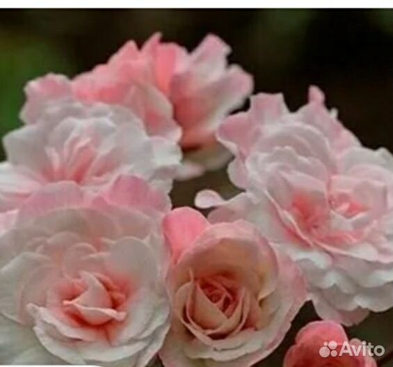 Пеларгония Мормор и другие домашние цветы