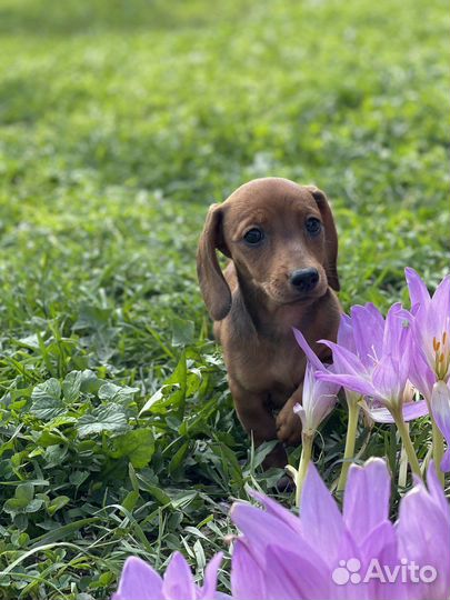 Кроличья такса