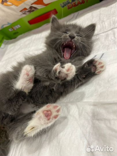 Отдам в добрые руки