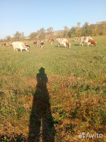 Продажа крс. Коровы первотёл, быки, телятам