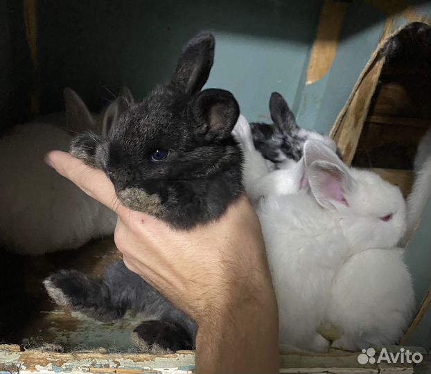 Продам кроликов