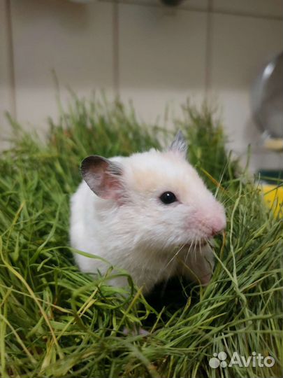 Сирийский хомяк