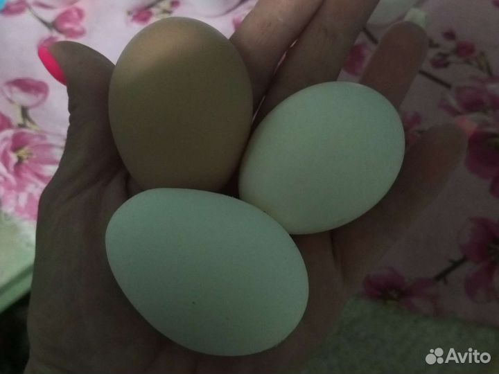 Домашние куриные яйца