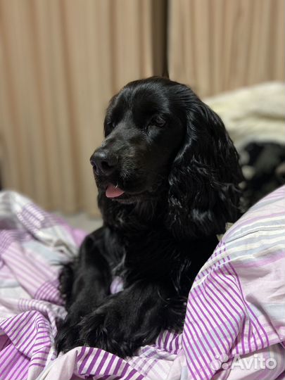 Кокер спаниель вязка