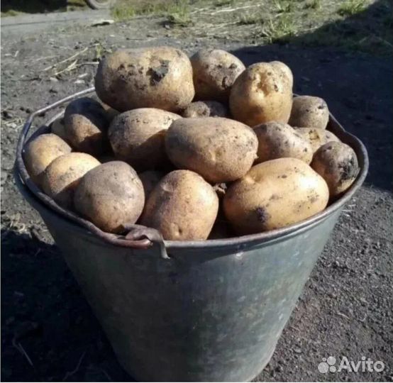 Продам картофель домашний