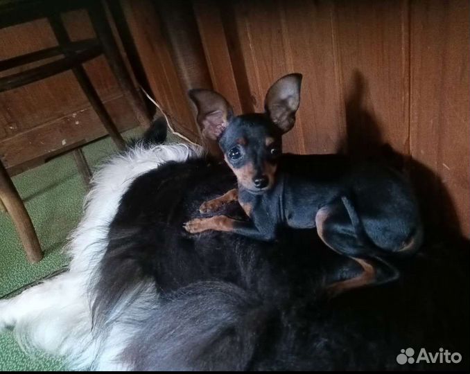 Пражский крысарик-миник