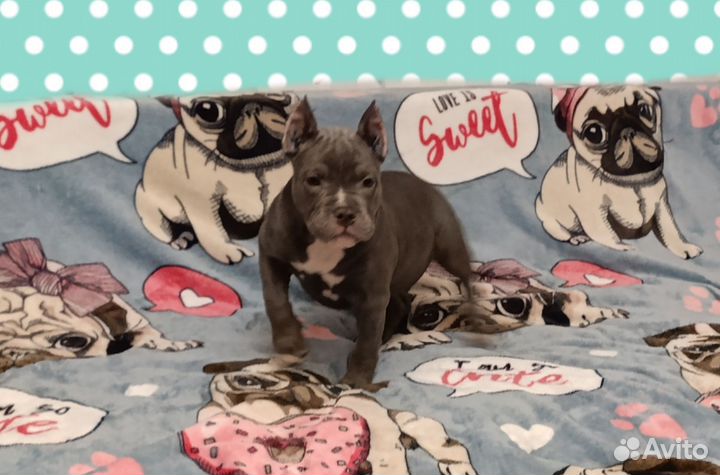 Шикарная девочка