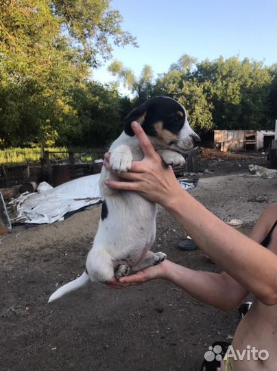 Щенки в добрые руки