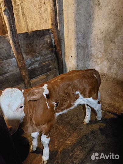 Бычки и быки