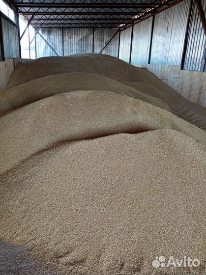 Зерно ячмень