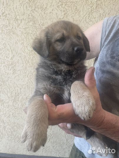 Собака немецкая овчарка