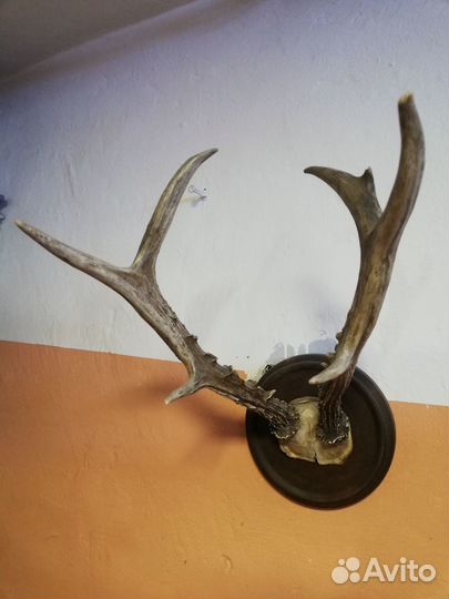 Рога косули на медальоне