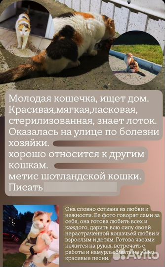 Найдена кошка