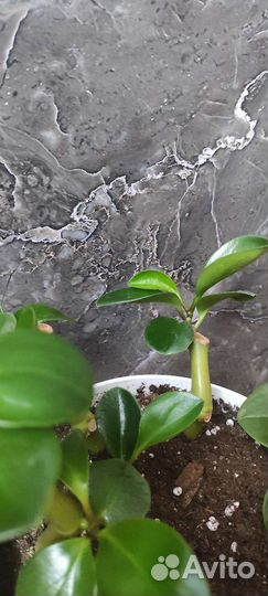 Пеперомия туполистная