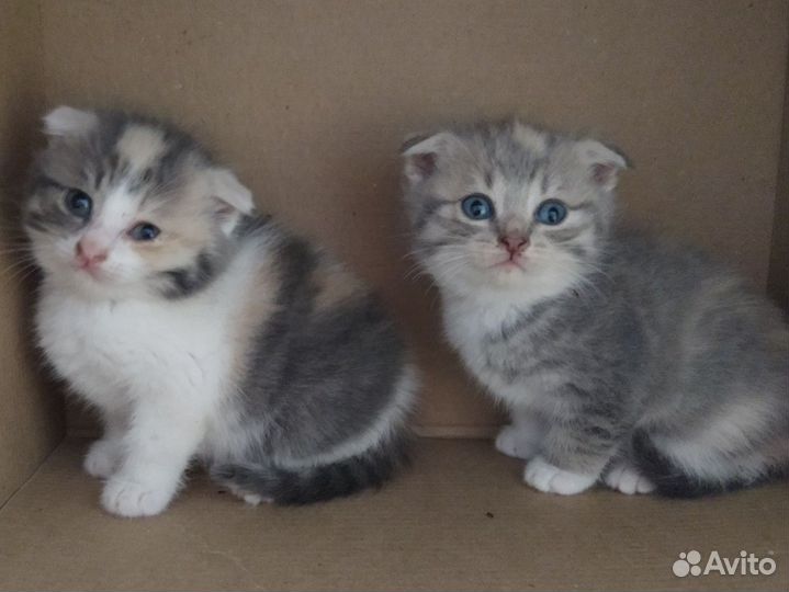 Шотландская